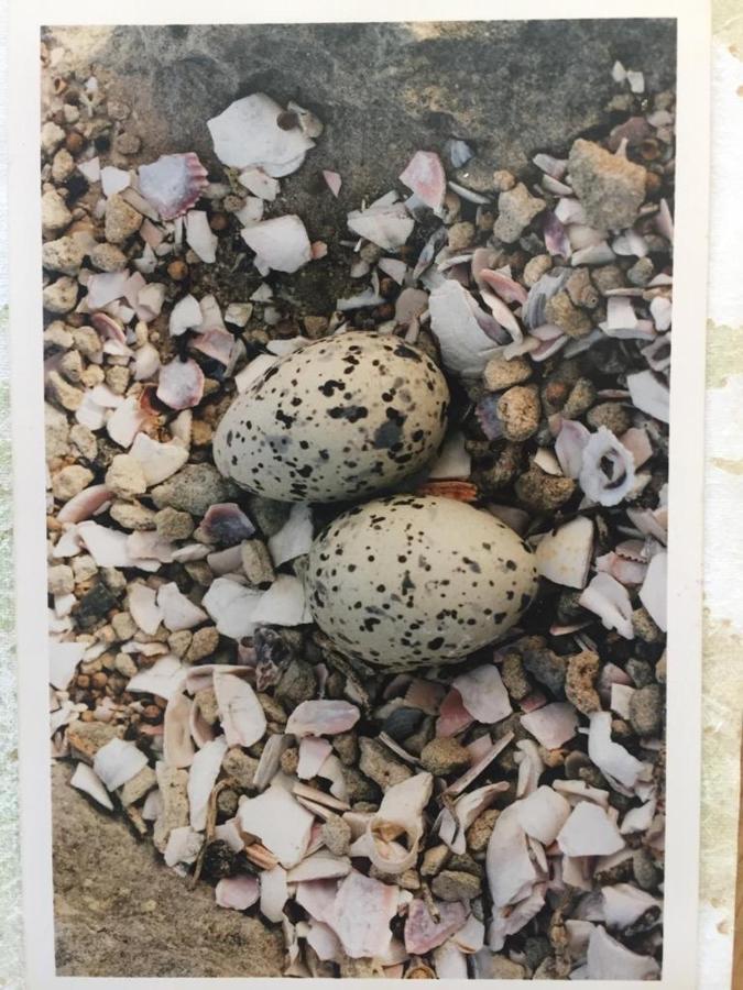 The Speckled Egg, 4 Promenade Rd, Lakeside, Kapstadt Exterior foto